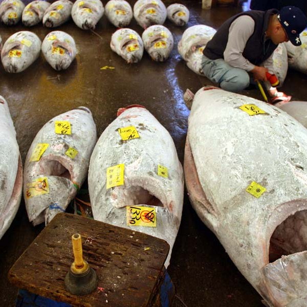 Tsukiji Fish Market