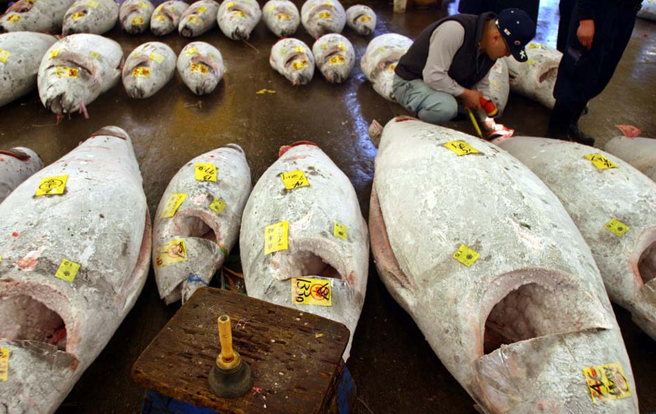 Examining frozen tuna before auction