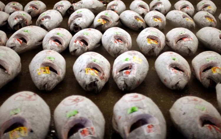 Frozen tuna lined up for auction