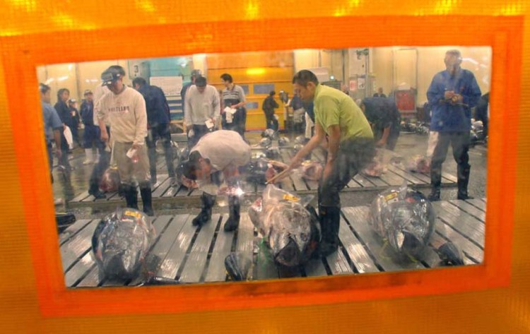 Examining tuna before auction